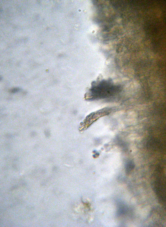 Peniophora aurantiaca?